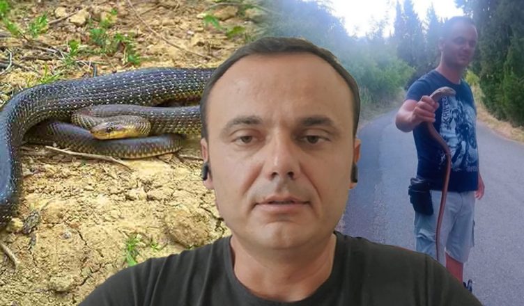 Sa të rrezikshëm janë gjarpërinjtë që po dalin rrugëve? Inxhinieri i mjedisit: Kujdes nga ky lloj!
