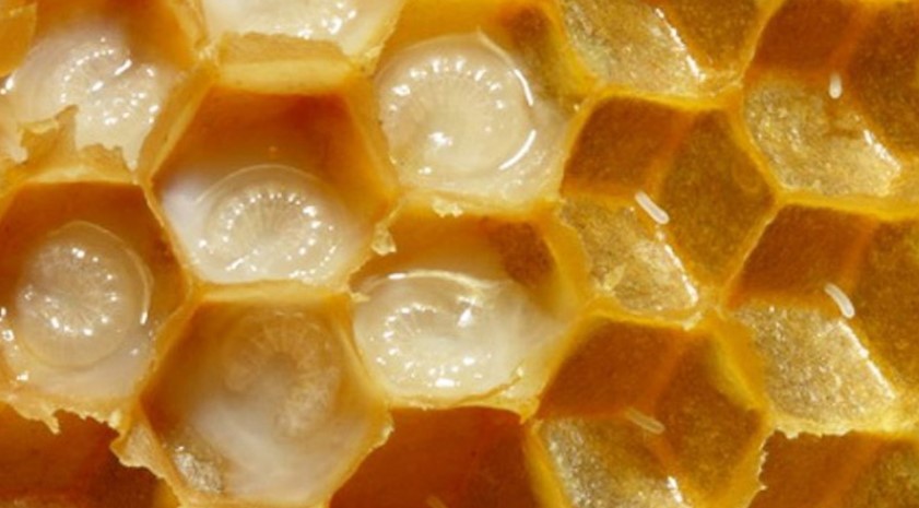 Sezoni i qumështit të bletës, shëruesi magjik i shumë sëmundjeve