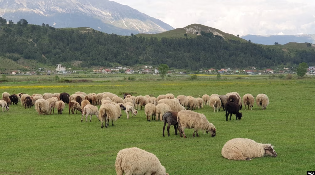 Shfaqet murtaja në Bulqizë, ngordhin 150 bagëti në Martanesh!