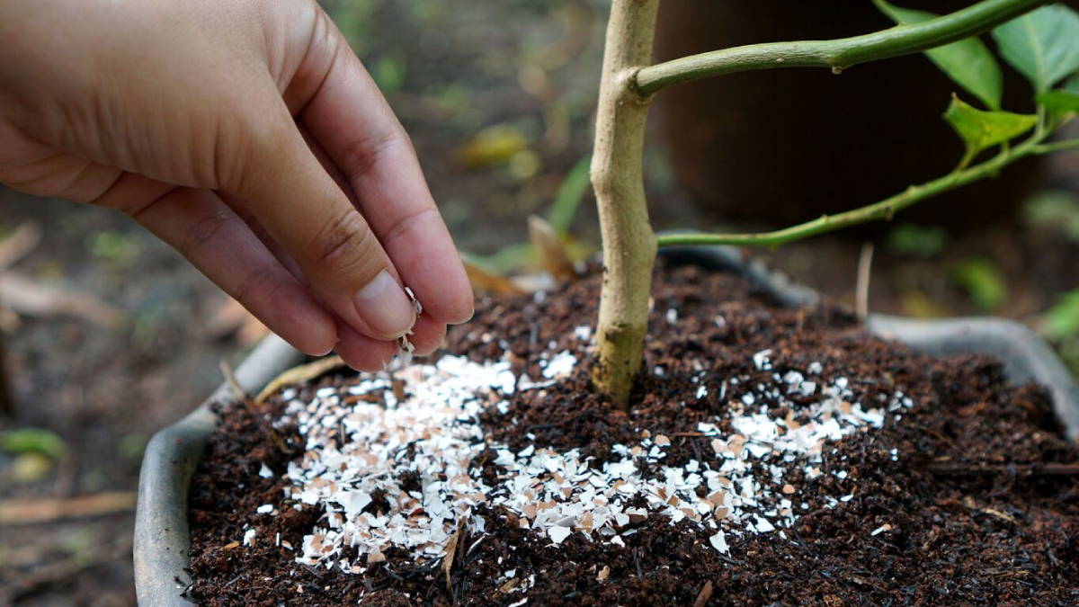 Si të Ushqeni Bimët Tuaja me Lëvozhgat e Vezës?