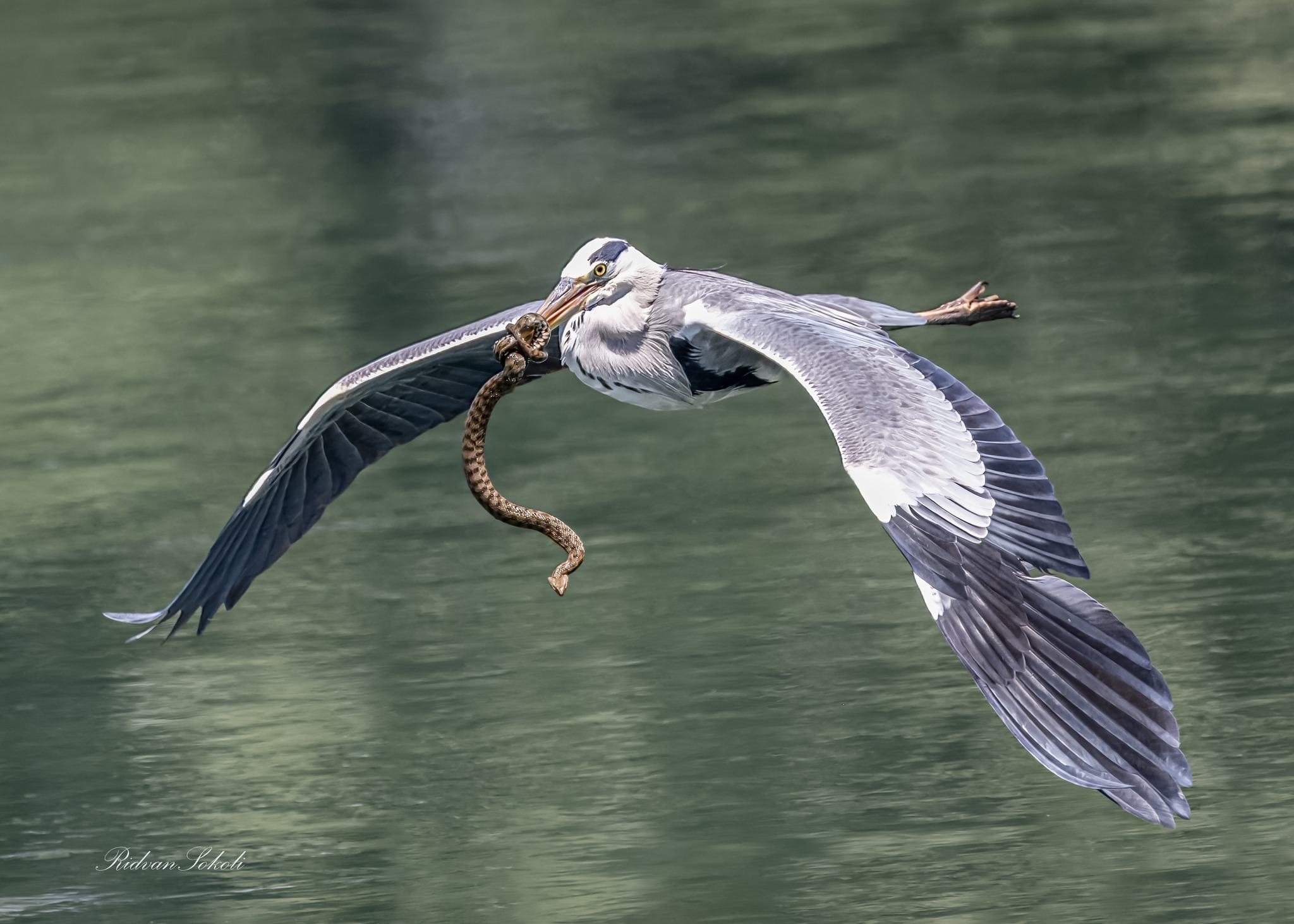 Spektakël në qiellin e Liqenit të Shkodrës, një çast dramatik nga jeta e egër, kapur mjeshtërisht nga Ridvan Sokoli