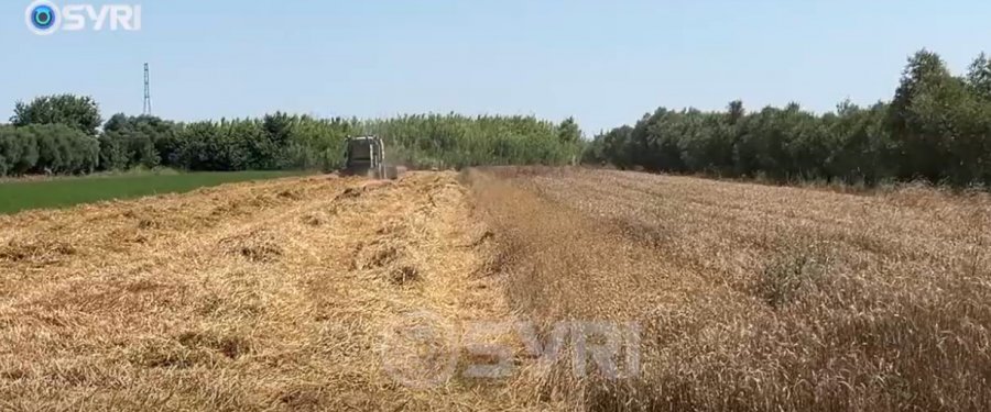 SYRI TV/ Dështon prodhimi i grurit në Fier, fermerët me humbje