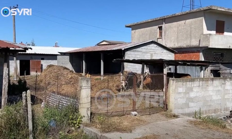 SYRI TV/ Fermeri i lënë në harresë nga shteti: Prodhimet nuk nxjerrin as kostot e tyre