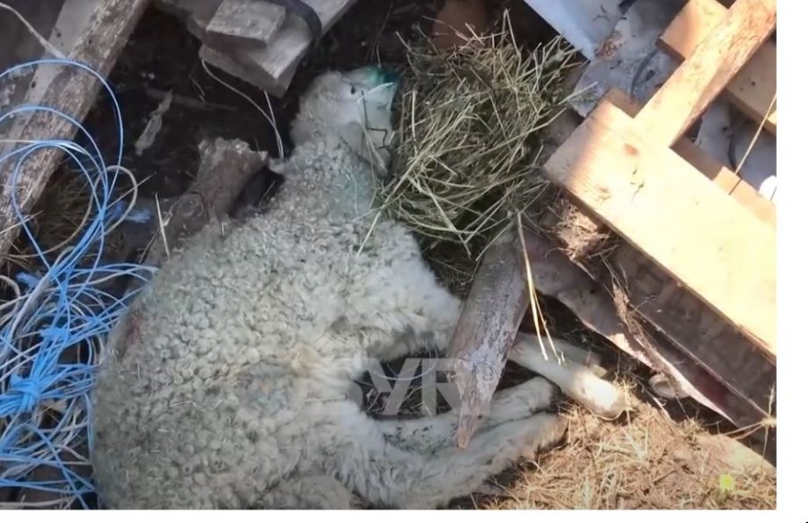 SYRI TV/ Zgjerohet harta e murtajës në Shqipëri, deri tani 11 vatra pozitive në vend