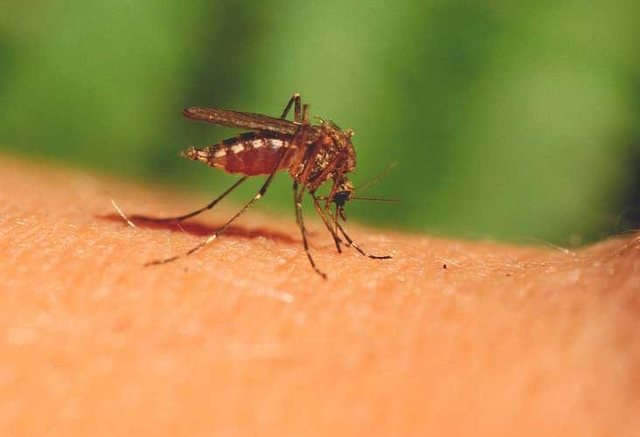 Temperaturat e larta shtojnë numrin e insekteve, mjekja: Çfarë duhet të dini për pickimet gjatë verës