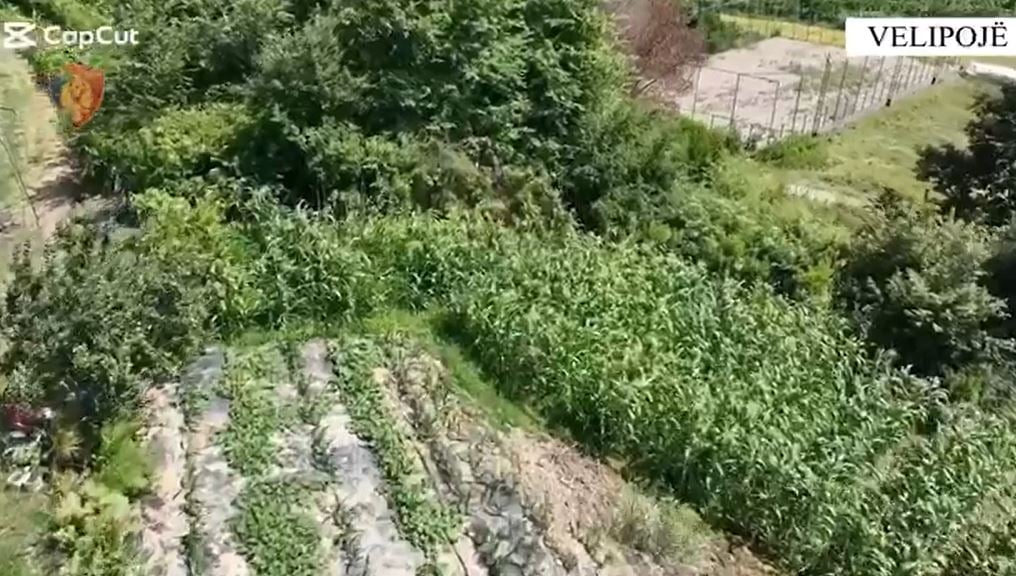 Velipoja ‘gjelbërohet’ nga kanabisi, policia i prish planet 34-vjeçarit, i asgjëson bimët