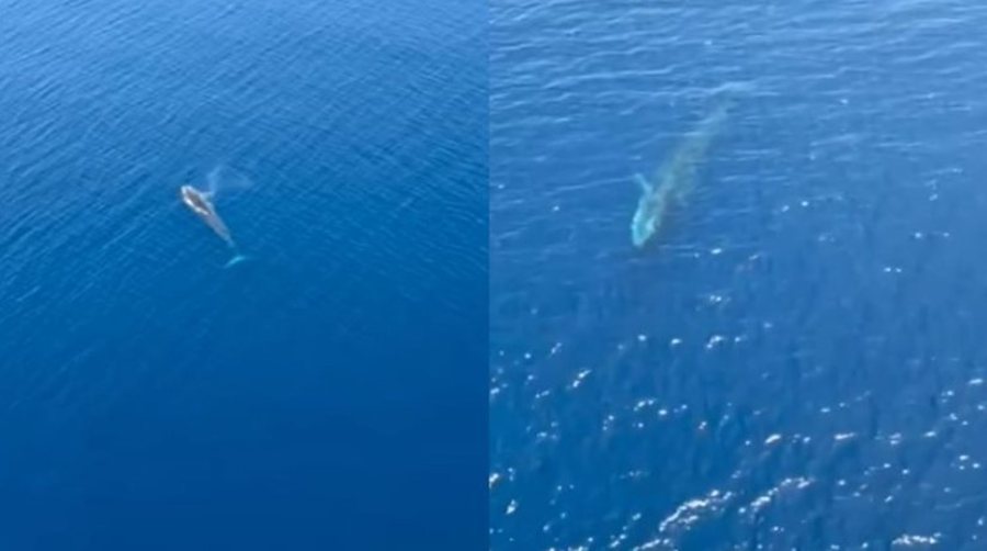 VIDEO / E rrallë në ujërat shqiptare, një balenë filmohet nga ajri në Karaburun