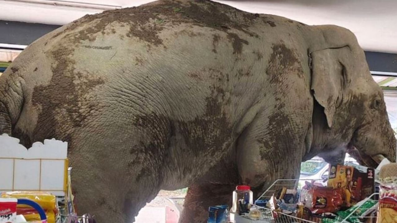 Video/ Momente të pabesueshme në Tajlandë! Elefant i uritur hyn në dyqan ushqimor dhe ‘bën pazar’ si klient i zakonshëm