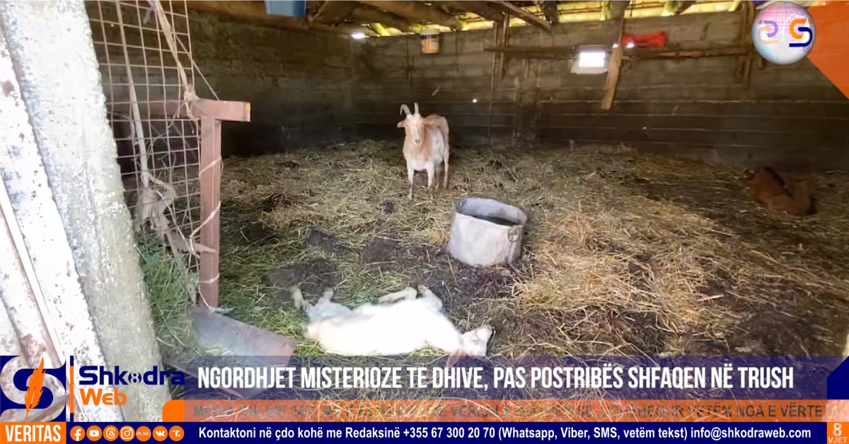 VIDEO – Ngordhjet misterioze të bagëtive të imëta, pas Postribës shfaqen edhe në zonën e Trushit…