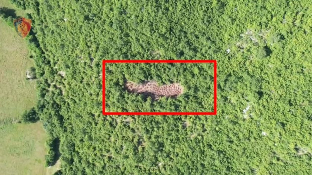 Vihet në pranga një person për kultivim të bimëve narkotike në Librazhd, procedohet kryetari i fshatit