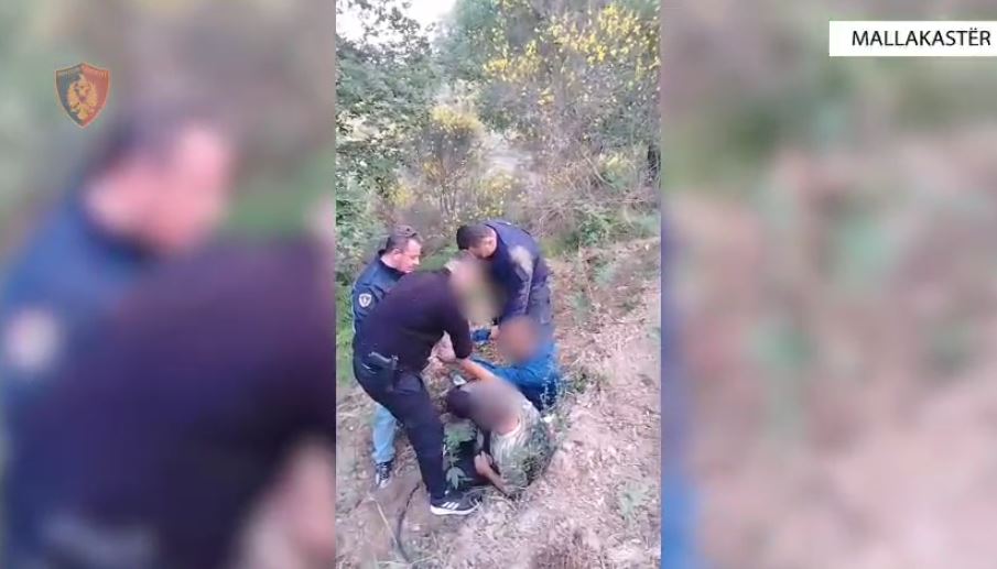 Zbulohet parcela me rreth 2 mijë rrënjë kanabis në Mallakastër, 2 në pranga