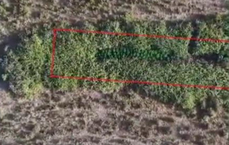 190 bimë kanabisi në mes të ferave, zbulohet plantacioni në Fier, arrestohet autori