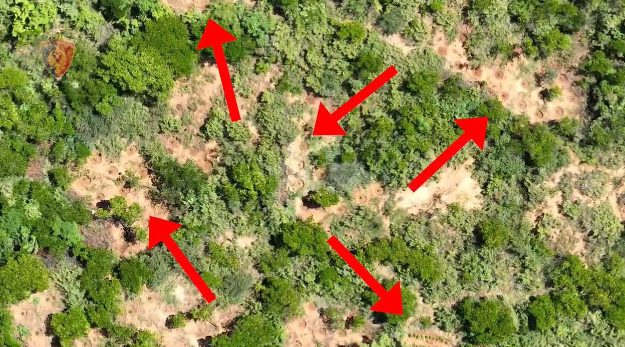 Arrestohen vëllezërit që kishin kultivuar kanabis në Tepelenë