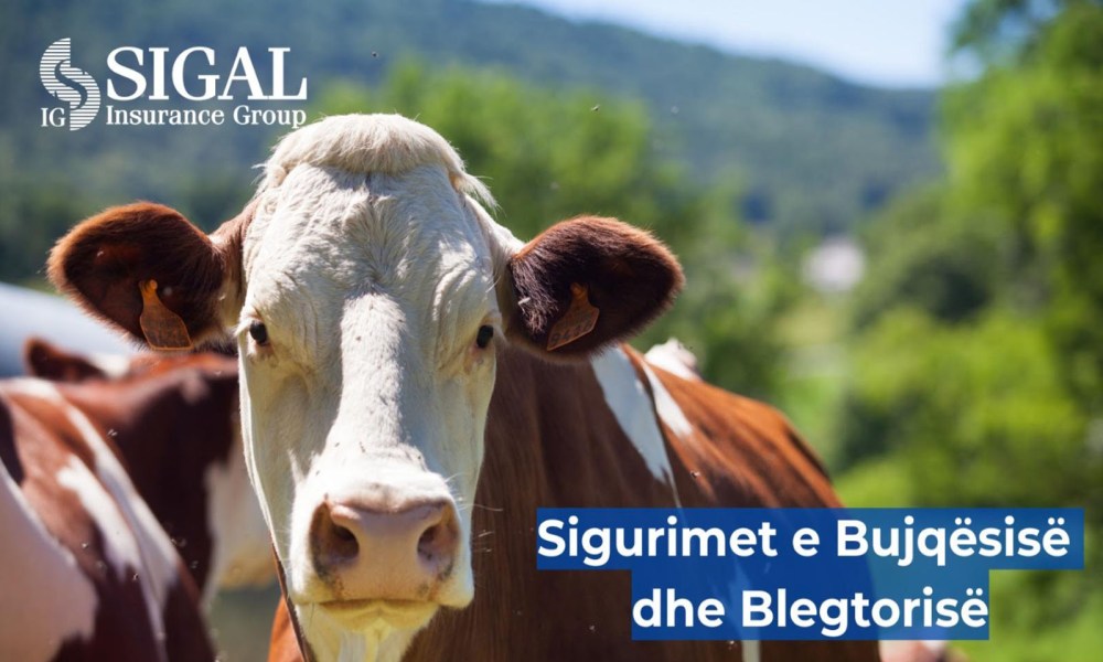 Asnjë kafshë pa sigurim. SIGAL garanton mbrojtje për blegtorinë shqiptare