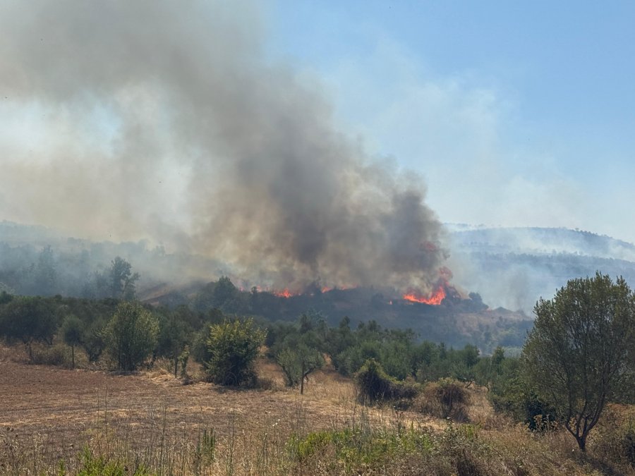 Belsh/ Zjarri djeg një sipërfaqe toke prej 40 ha, shkrumbohen ullinjtë shumëvjeçarë
