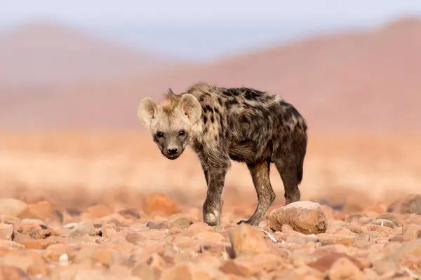 E vërteta e dhimbshme e jetës së hienës femër