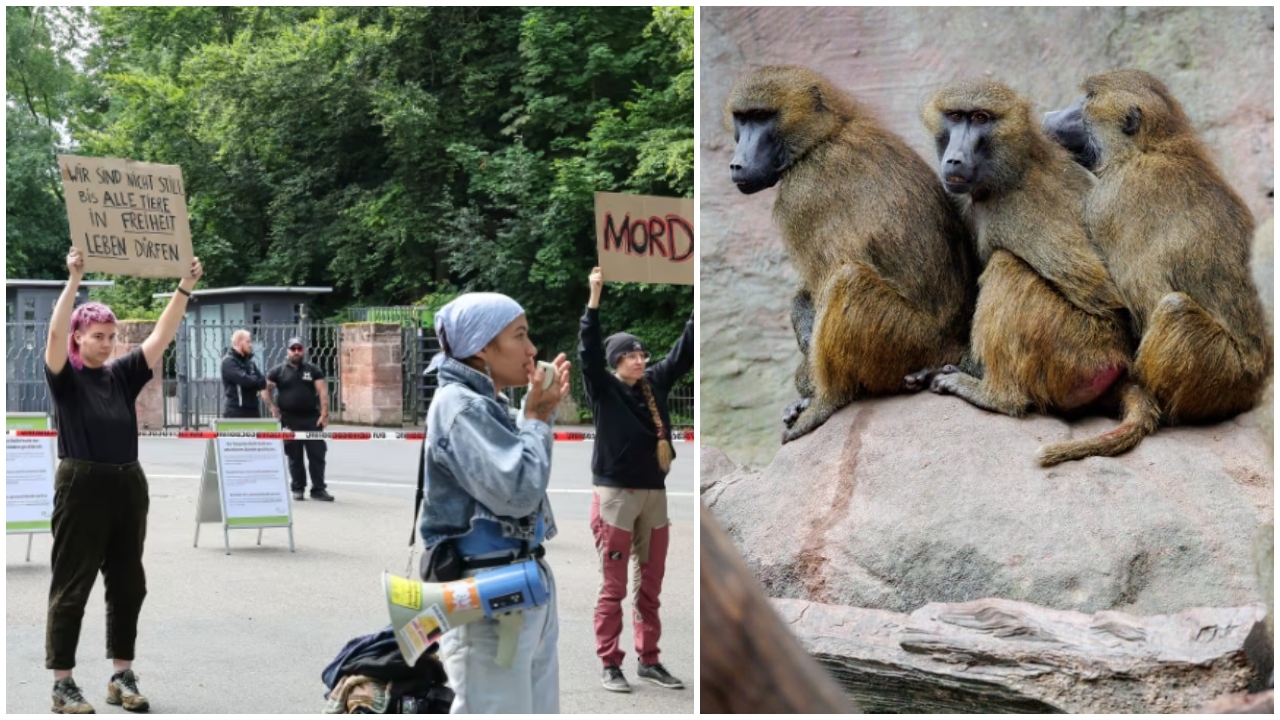 Gjermanët në protestë, vriten 12 majmunë në kopshtin zoologjik për mungesë hapësire
