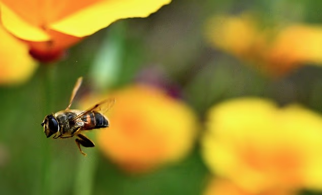 Kina krijon “bletë robotike” për spiunazh dhe operacione ushtarake