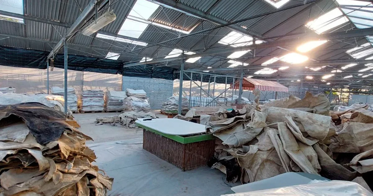 Kokaina nga Amerika Latine e fshehur në lëkurë gjedhësh, në pranga 6 persona, mes tyre edhe shqiptarë