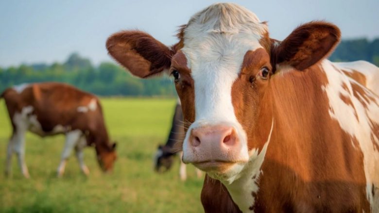 Konfirmohen rastet e para të sëmundjes ‘’Gjuha e Kaltër’’ në Kosovë