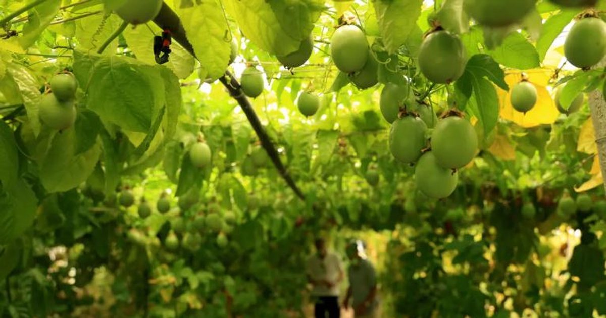 ‘Kopshti i Edenit’: Shqipëria synon kultivimin e frutave ekzotike për Evropën