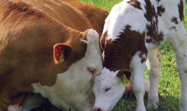 Kosova ndalon importin e gjedheve nga Franca e Italia për shkak të sëmundjes së lëkurës