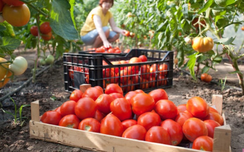 Kush nuk mund të hajë domate? Nëse po trajtoheni për këto sëmundje, do të ishte një ide e mirë t’i eliminoni ato