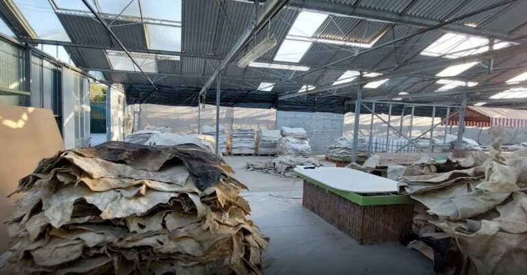 Laborator kokaine në Greqi/ Droga e fshehur në lëkurën e kafshëve, zbulohen identitetet e shqiptareve të arrestuar