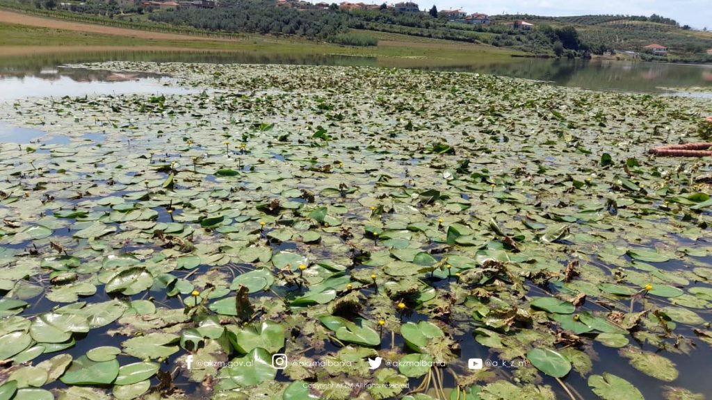 Liqeni i Seferanit, pasqyrë e natyrës dhe kujtesës në zemër të Belshit, ku na çon adhurimi ynë i të bukurës