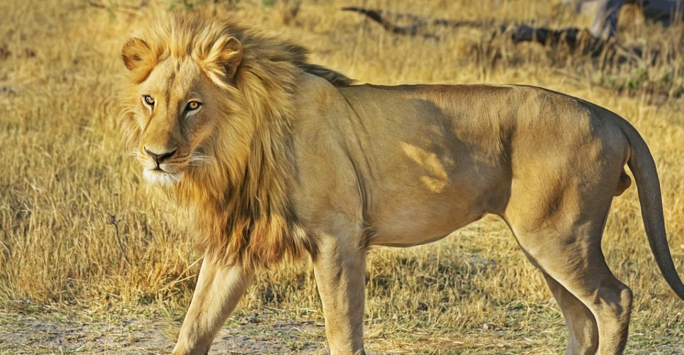 Luani kafshon një djalë 4-vjeçar në Parkun Kombëtar të Uashingtonit