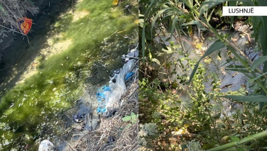Lushnjë/ Ndoti ujërat në kanalin e fshatit, nën hetim pronari italian i fabrikës së përpunimit të peshkut
