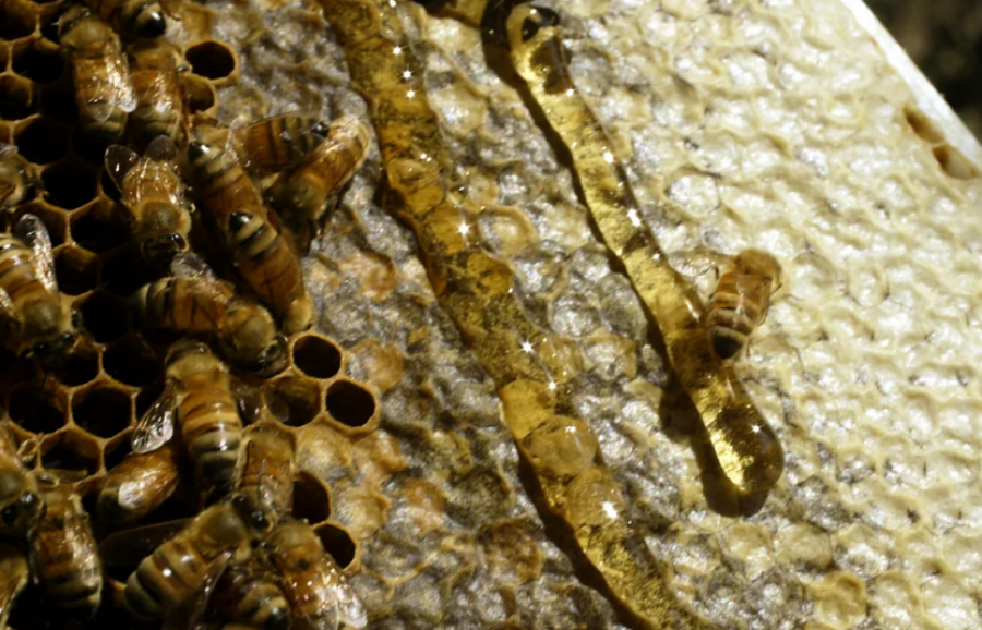 ‘Magjia’ e mjaltit/ Sekretet kimike që ndihmojnë në mbajtjen e tij të freskët për kaq gjatë