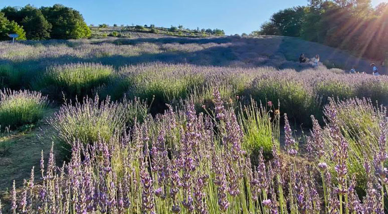 Ministrja Anila Denaj “na deh” me livandot e Kushovës, këtë aromë zhvillimi dhe shpresë për të ardhmen rurale