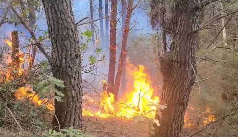 Ndezën zjarre qëllimisht, në një javë 18 piromanë të proceduar, 7 prej tyre në pranga
