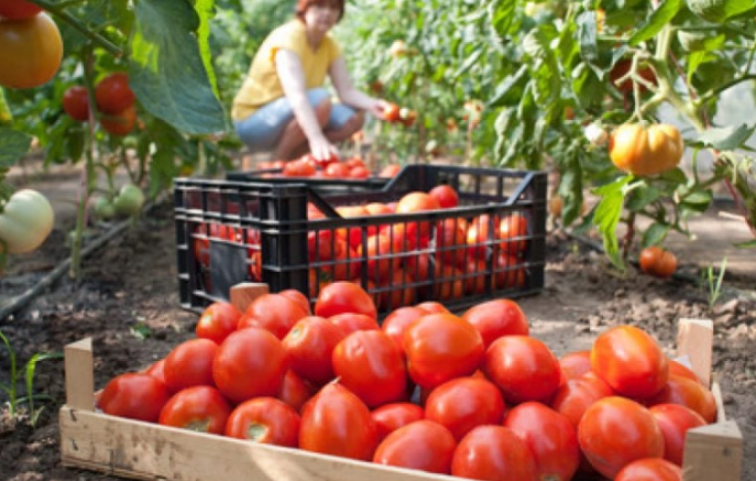 Nëse vuani nga këto sëmundje, duhet të eliminoni domaten nga dieta juaj