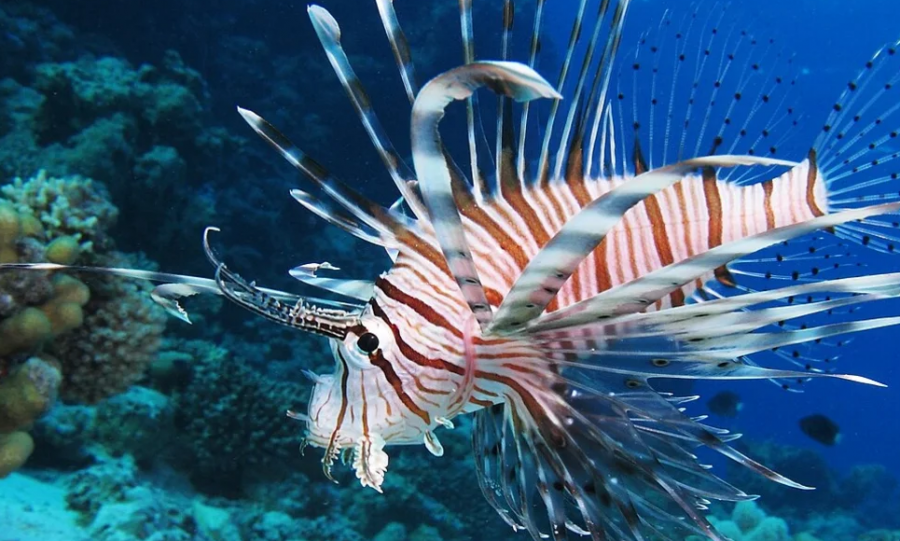 Peshku luan shfaqet në ujërat e Mesdheut, ekspertët paralajmërojnë për…