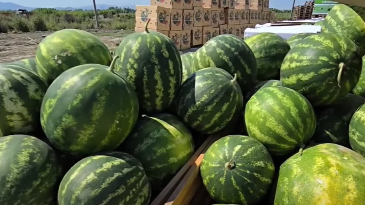 “Po shesim nën kosto, po falimentojmë”, fermerët në Fier protestojnë për çmimin e shalqirit