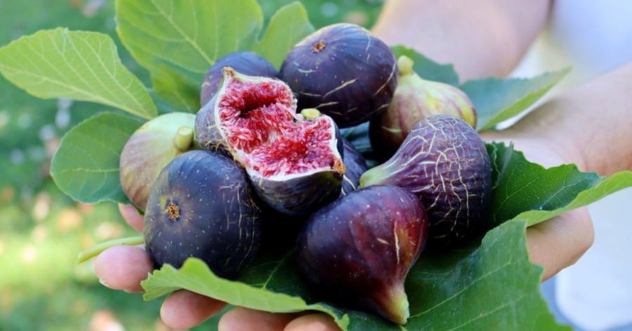 Pse ngrënia e tepërt e fiqve mund të çojë në diarre