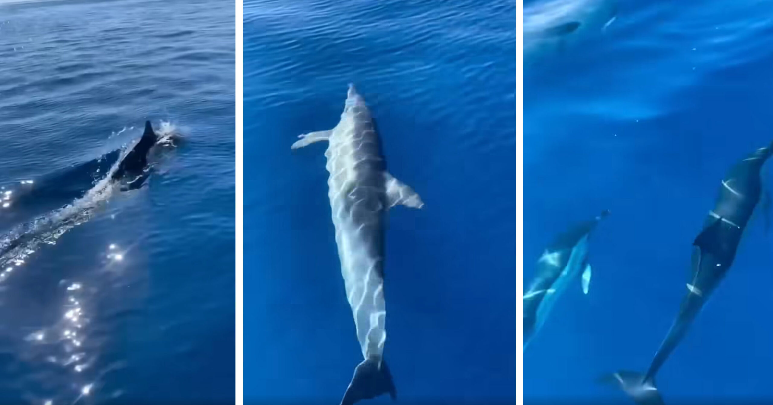 Rama sjell bregdetin magjepsës të Himarës, ku natyra dhuron edhe spektaklin e delfinëve