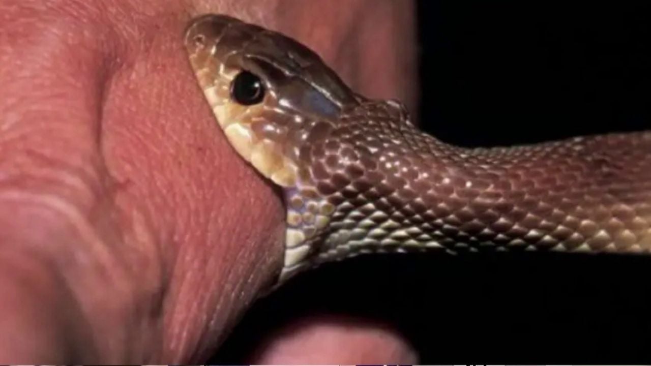 Shtohen pickimet nga gjarpri, rastet kryesisht në zonat rurale, pajisen qendrat shëndetësore