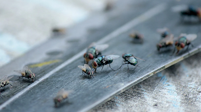 Si të mbani mizat larg shtëpisë, metodat më të mira natyrale