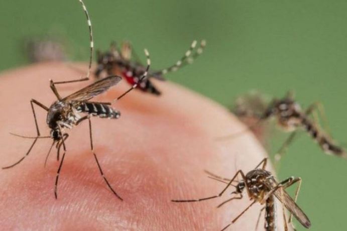 Si të reagoni pas një pickimi insekti? Ja hapat e thjeshtë që bëjnë diferencën në verë