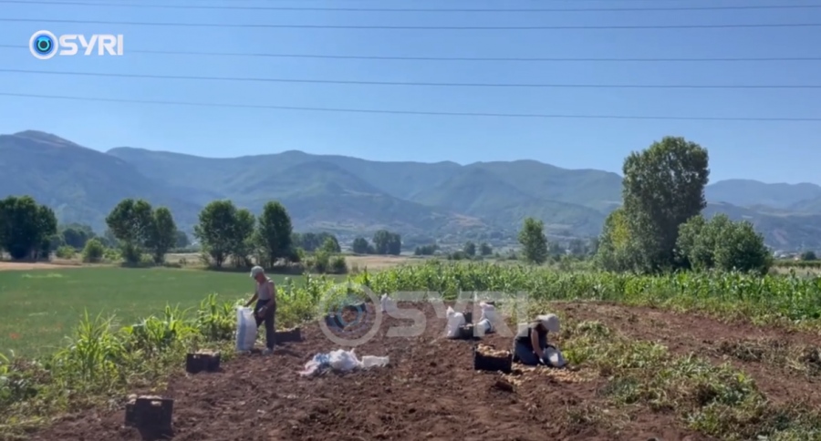 SYRI TV/ Fshatrat e Korçës nuk kanë ujë për vaditje, fermerët: Do heqim dorë nga bujqësia!