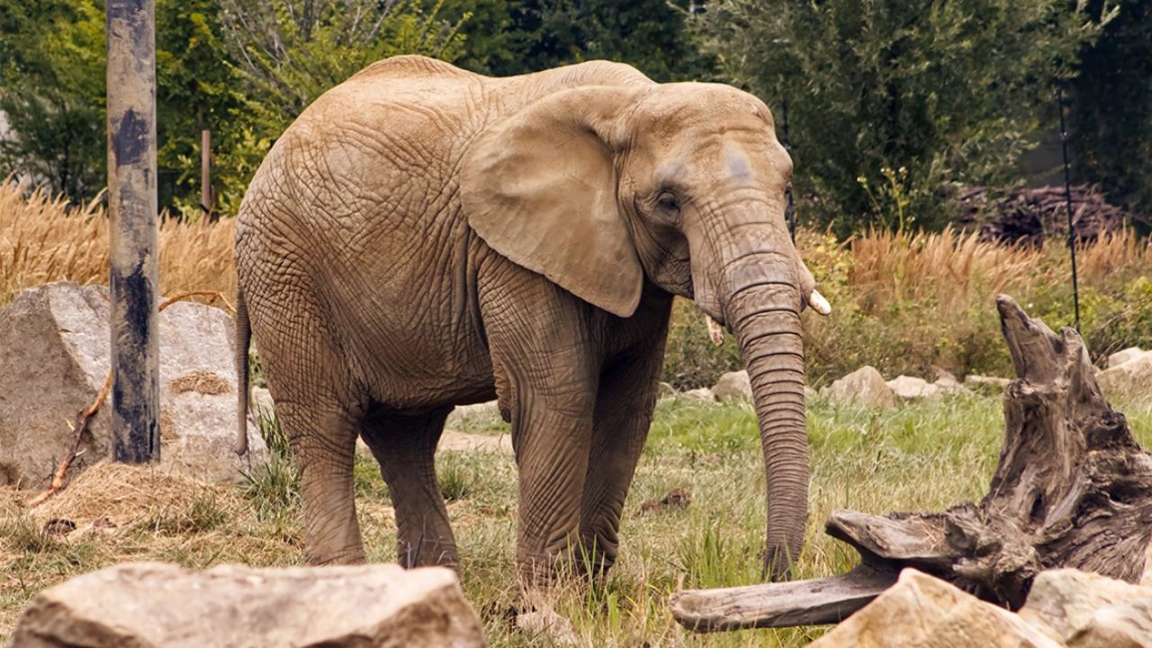 Tragjike në Afrikë! Dy turiste humbin jetën në Zambia pasi u sulmuan gjatë një safari nga një elefant dhe këlyshi i saj