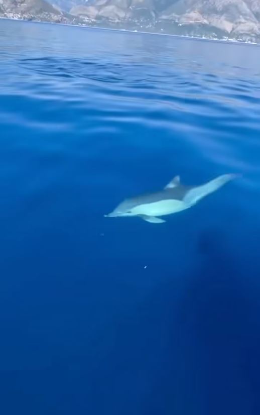 VIDEO/ Rama: Spektakël delfinësh në bregdetin magjepsës të Himarës