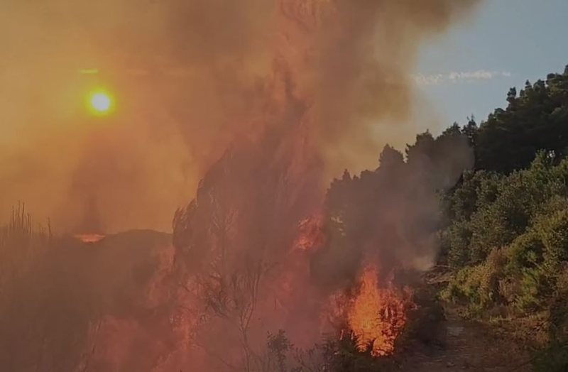 Zjarr në Mallakastër, digjen parcelat me ullishte