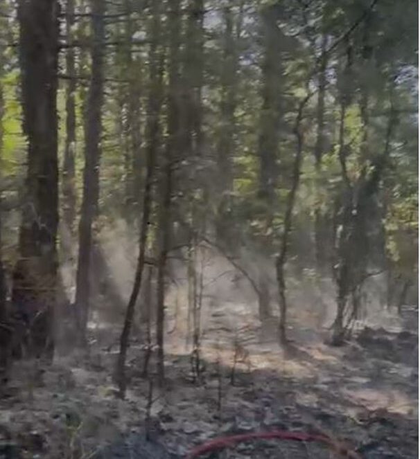 Zjarri përfshin parkun e Llogorasë, dyshohet e qëllimshme