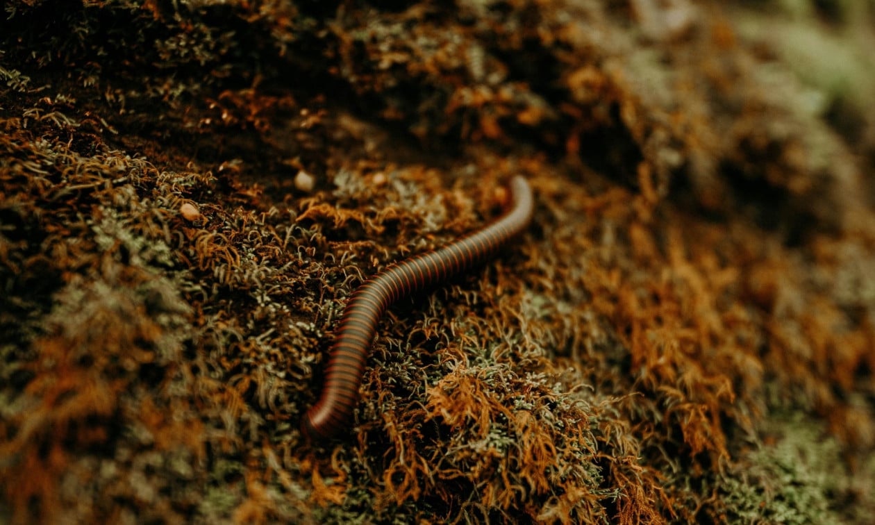 Alarm në SHBA, zbulohet paraziti i rrallë që “ha” mish njerëzor