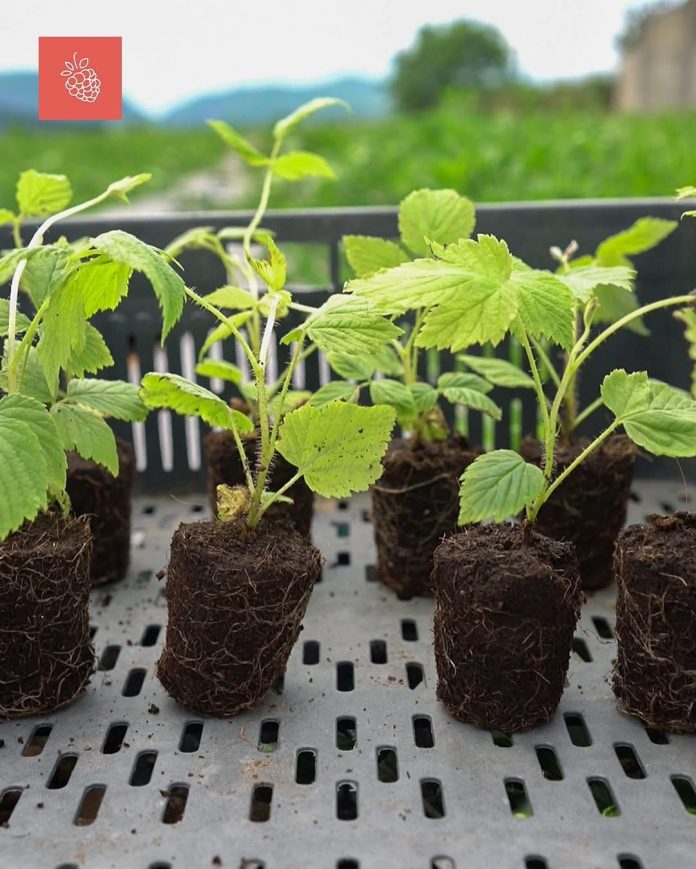 Anila Denaj: Nisma “Turi i farave autoktone” po sjell në vëmendje thesaret e harruara të bujqësisë shqiptare