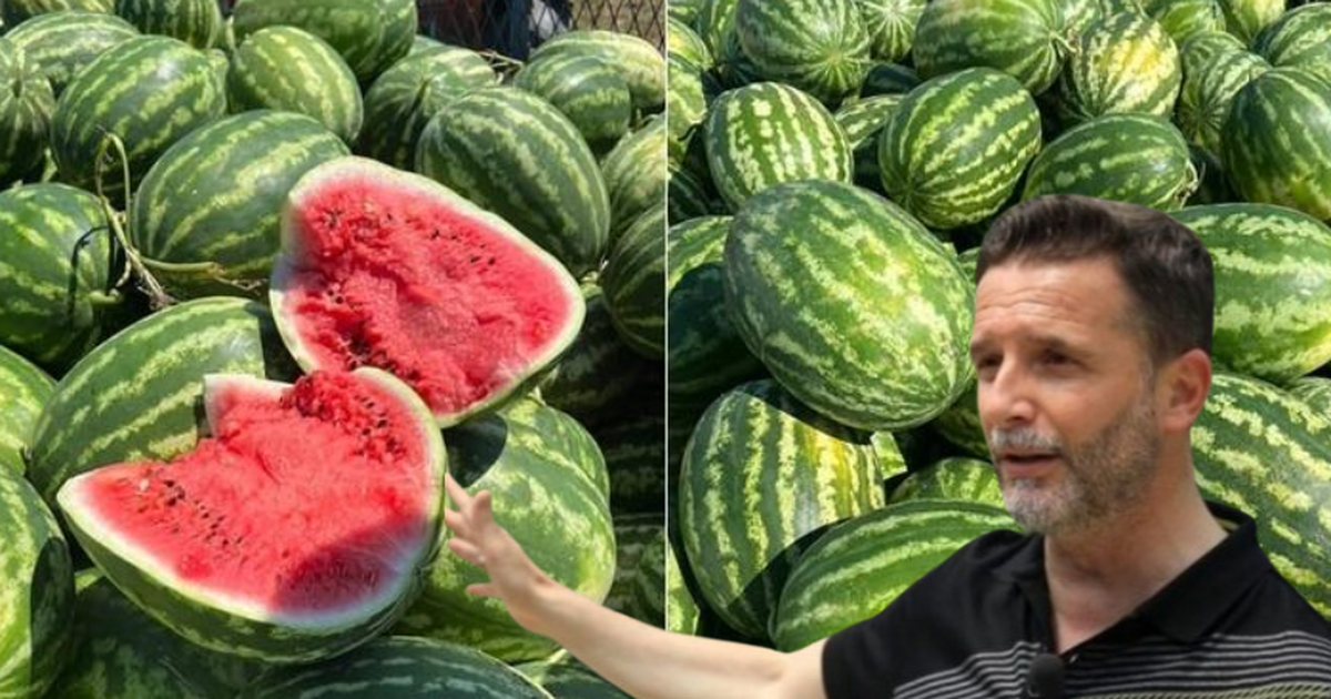 Çmimi bie në 6 lekë/ Braçe apel për qytetarët dhe bizneset: Blini sa më shumë shalqinj, të shpëtojmë bujqit